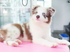 -翊宠yipet猫狗购宠庄园犬舍•猫舍