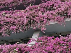 -深圳仙湖植物园
