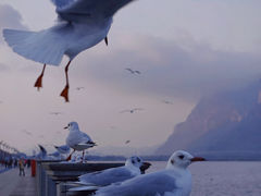 -海埂大坝