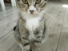 -海边的猫和咖啡馆