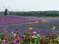 -紫颐香薰山谷景区
