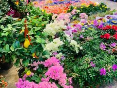 -双季花艺园艺市场(浦东店)