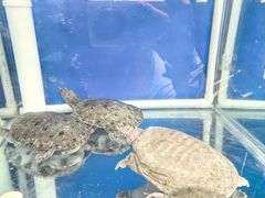 -彭城味道.地道徐州味(怡海花园店)