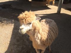 -泉州海丝野生动物世界