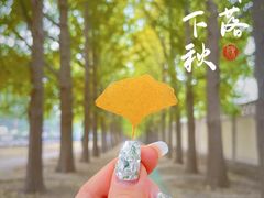 -钓鱼台银杏大道