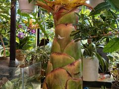 -双季花艺园艺市场(浦东店)