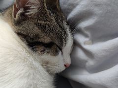 -lincat·猫舍(广州店)
