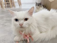 -楼上猫咖(罗湖店)