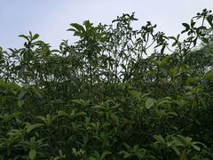 -九里河湿地公园