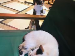 -猫色咖啡·猫咖