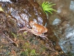 -羚羊峡古栈道森林公园