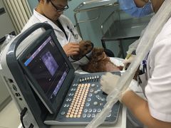-中农大我爱我爱24h动物医院·中医针灸·猫专科·骨科医疗中心(双井店)