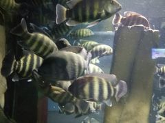 -梦幻海洋王国(吾悦广场张家港店)