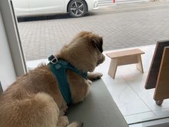 -艾吉宠物医院·疑难杂症转诊中心·猫友好(碧江路院)