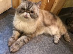 -猫色咖啡·猫咖