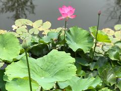 -武清南湖绿博园