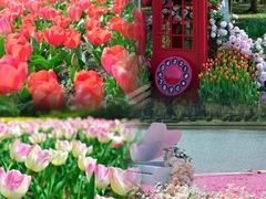 -上海鲜花港