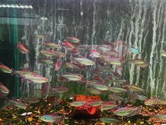 -青石桥花鸟鱼虫市场(叠翠城店)