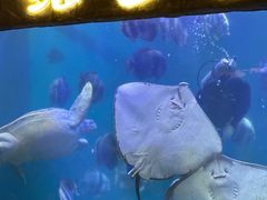 -合肥海洋世界
