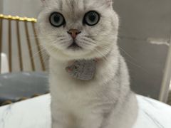 -藏猫猫咖啡主题馆(中央大道店)