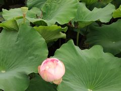 -荷塘月色湿地公园·向阳花洲