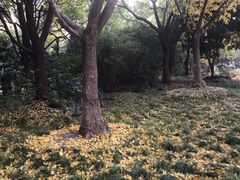 -双季花艺园艺市场(浦东店)