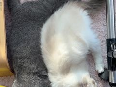 -猫大福·Fortune Cat猫舍(百子湾店)