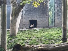 -都江堰中华大熊猫苑