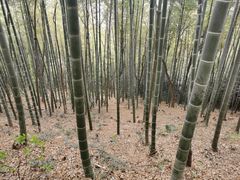 -上海佘山国家森林公园天马山园