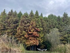 -溱湖国家湿地公园