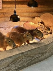 -Zoolung Zoolung动物主题公园(海信广场店)