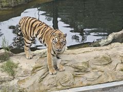 -大连森林动物园