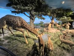 -国家自然博物馆