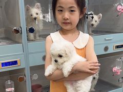 -萌宠之家·腊肠犬·马尔泰·小体犬舍