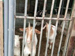 -洪湖家庭农场·团建·露营·会议