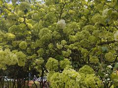 -铁山坪森林公园