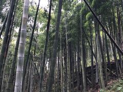 -莫干山风景区