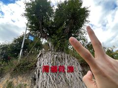 -清境桃源