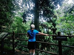 -天目山大树王景区