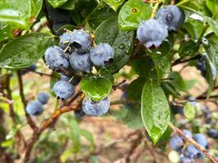 -长白山万达喜来登度假酒店