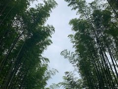 -蜀南竹海景区