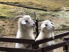-神户市立六甲山牧场