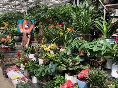 -江阴花鸟市场