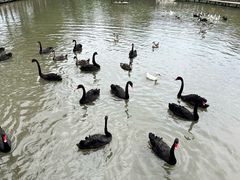 -溱湖国家湿地公园