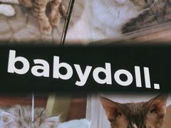 -momokira米努特·德文卷毛猫·棉花面纱犬