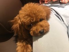 -萌兽医馆·宠物医院·猫骨科(创景店)