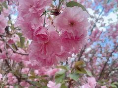 -长白岛森林公园