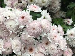 -福照楼汽锅鸡·云南菜(护国路店)