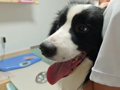 -乐派堂宠物医院·猫友好· 心脏科(东街店)