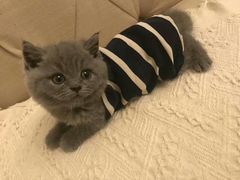-喵zoo家庭繁育猫舍(尖东智能花园店)